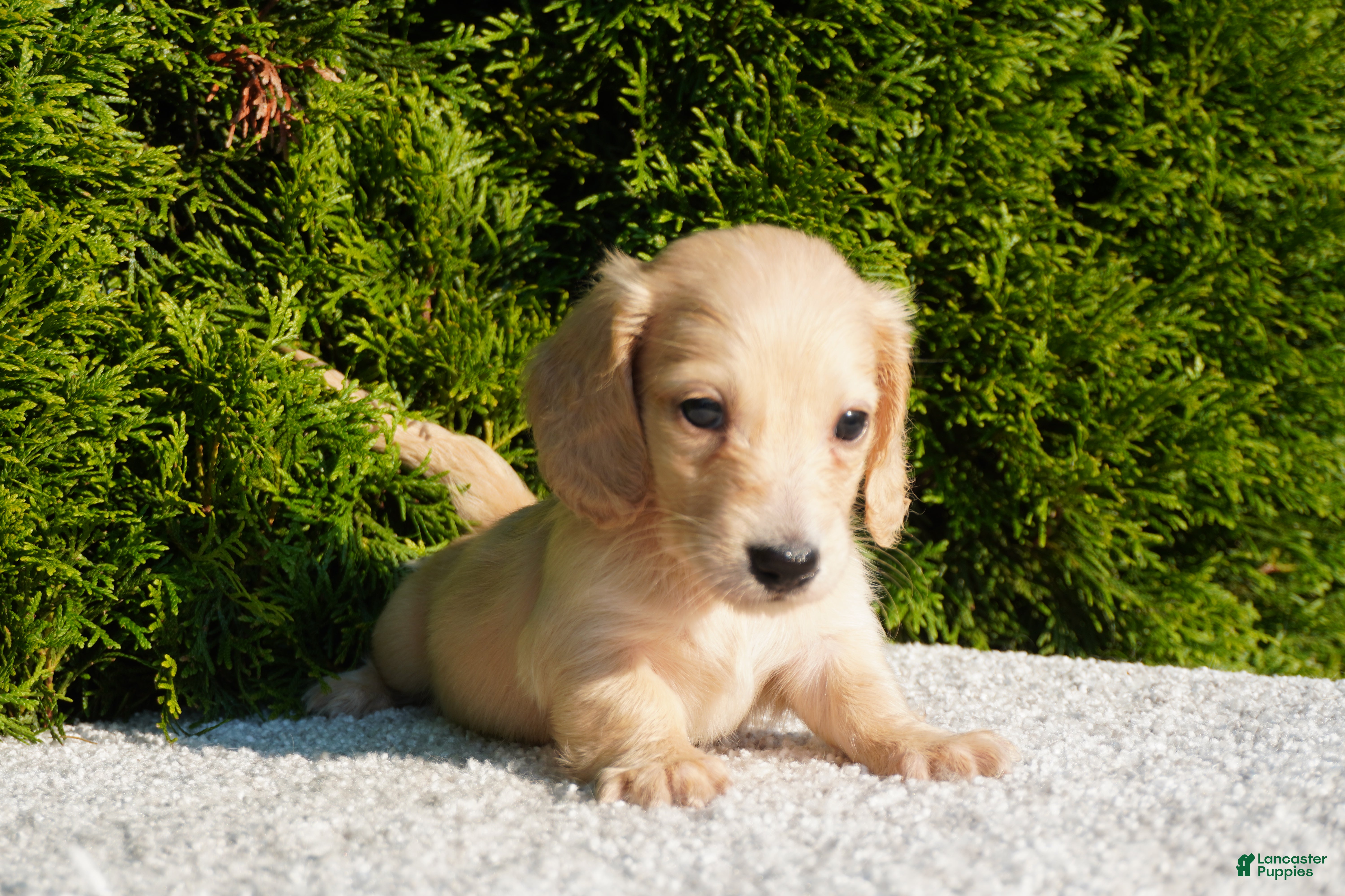 Miniature Dachshund dogs Theo - Ad 1