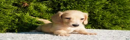 Miniature Dachshund dogs for sale: Theo - Ad 1
