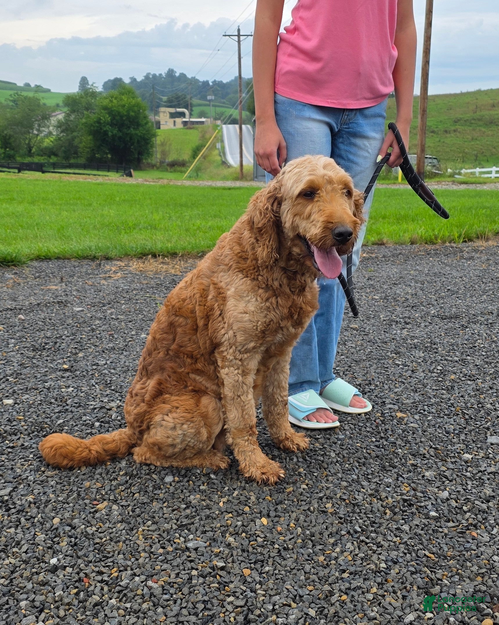 Goldendoodle dogs for sale: Robin - Ad 1