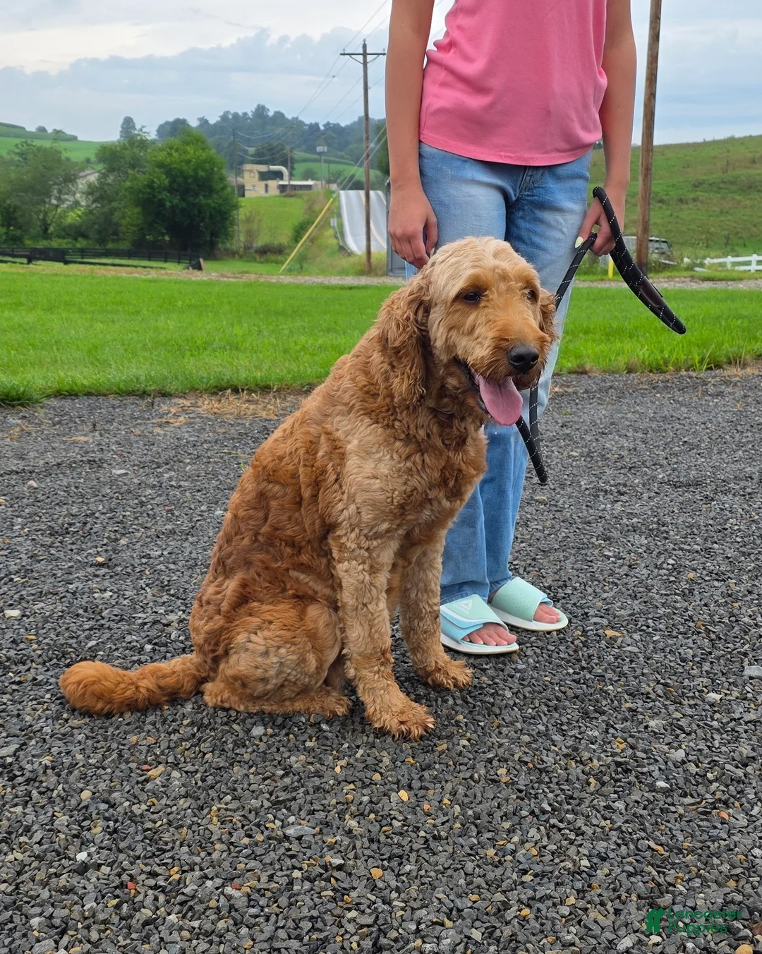 Goldendoodle dogs for sale: Robin - Ad 1