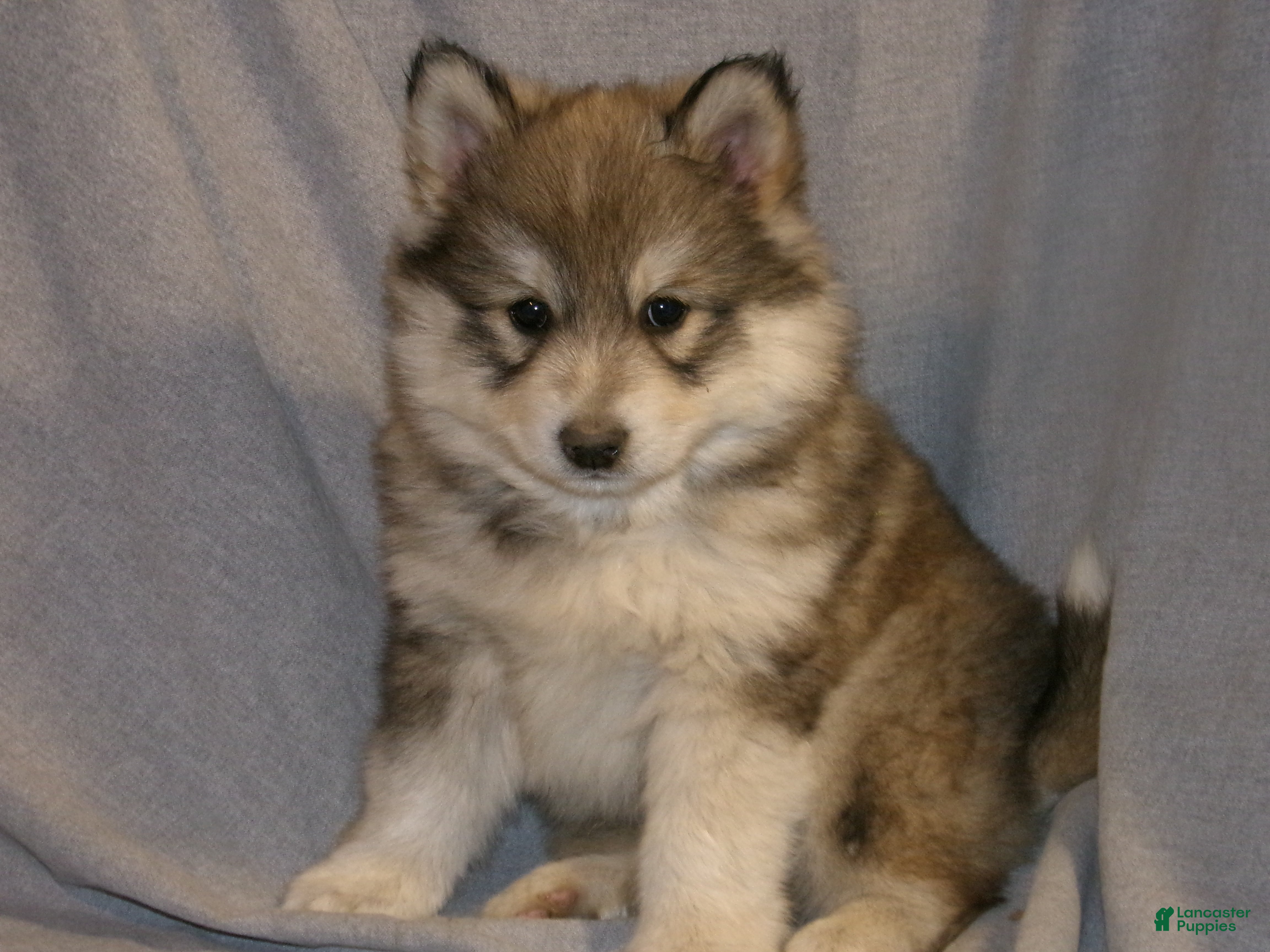 Pomsky dogs Alex - Ad 1