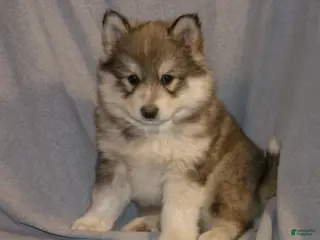 Pomsky dogs for sale: Alex - Ad 3