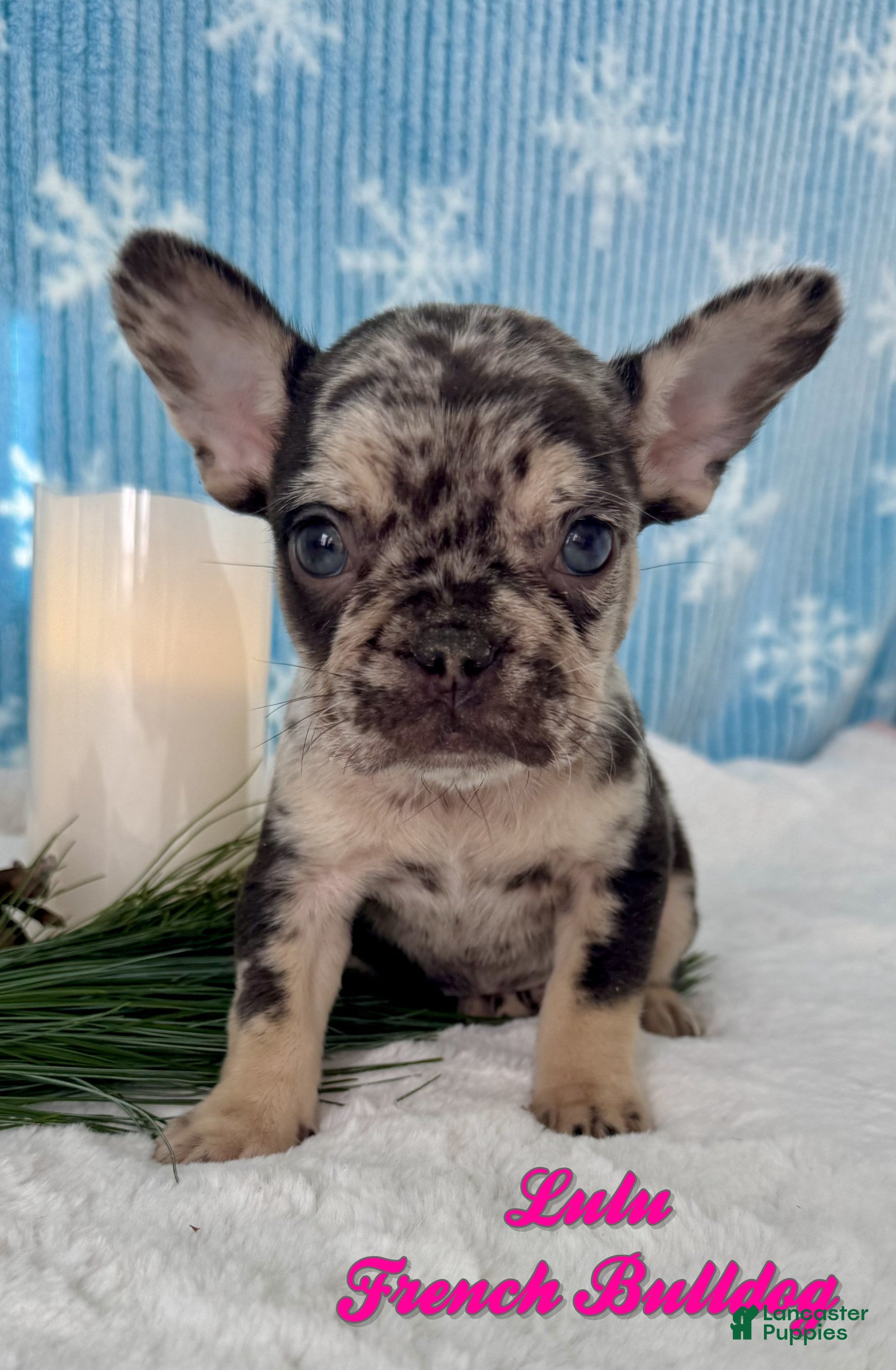 French Bulldog dogs Lulu - Ad 12