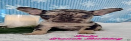 French Bulldog dogs for sale: Lulu - Ad 1