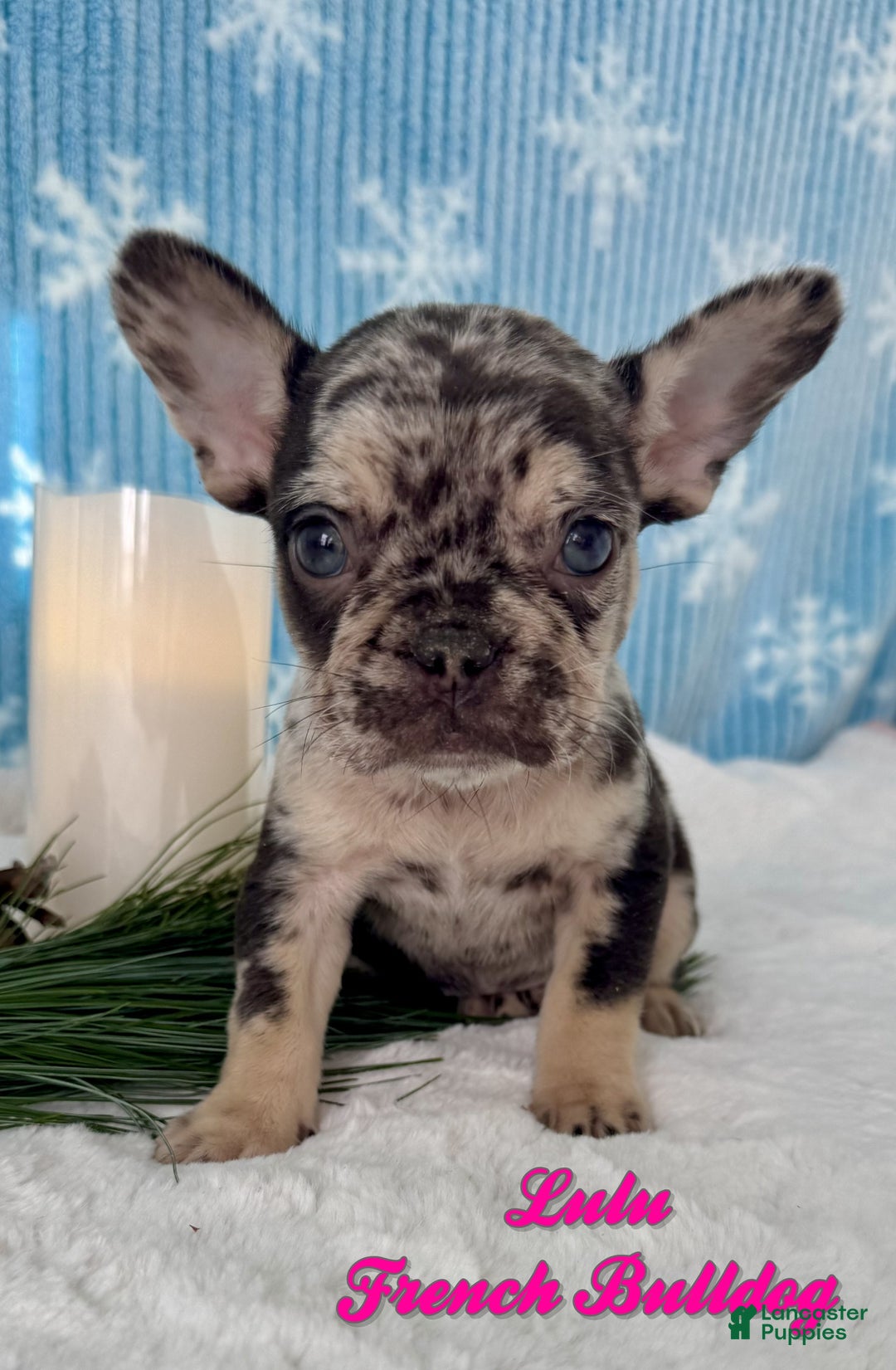 French Bulldog dogs for sale: Lulu - Ad 1