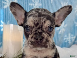 French Bulldog dogs Lulu - Ad 14