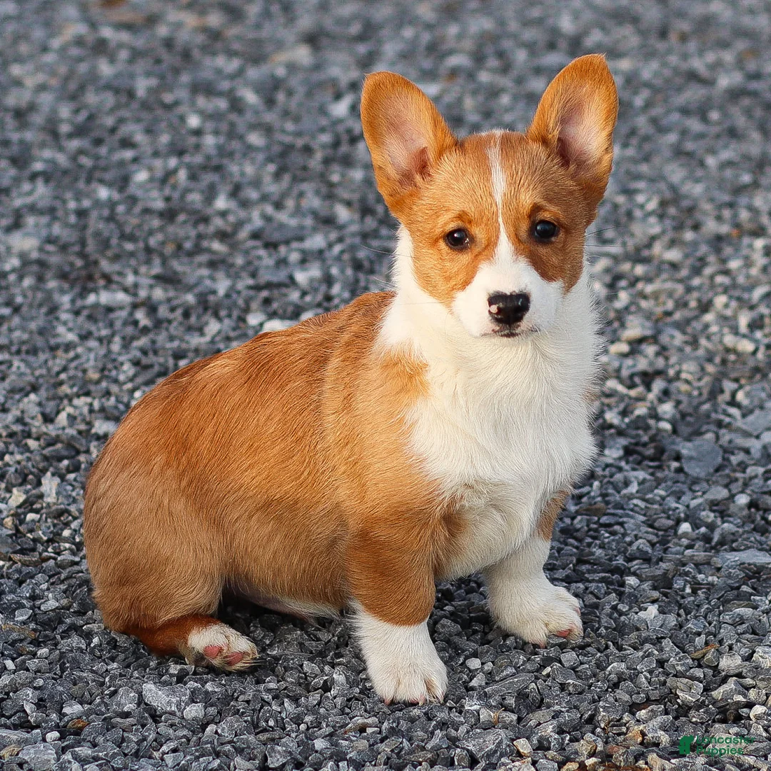 Welsh Corgi Pembroke dogs for sale: Karl Welsh Corgi Pembroke - Ad 9