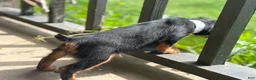 Cavalier King Charles Spaniel dogs for sale: Cavalier King Charles Spaniel 2 - Ad 3