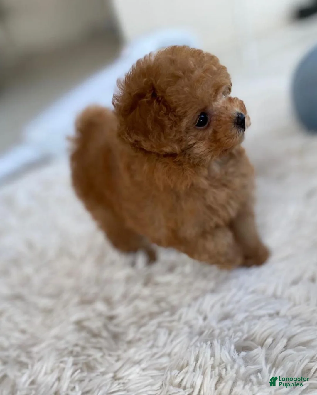 Toy Poodle dogs for sale: Keon - Ad 1