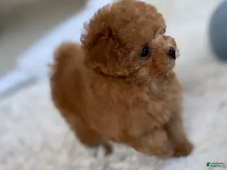 Toy Poodle dogs Keon - Ad 9