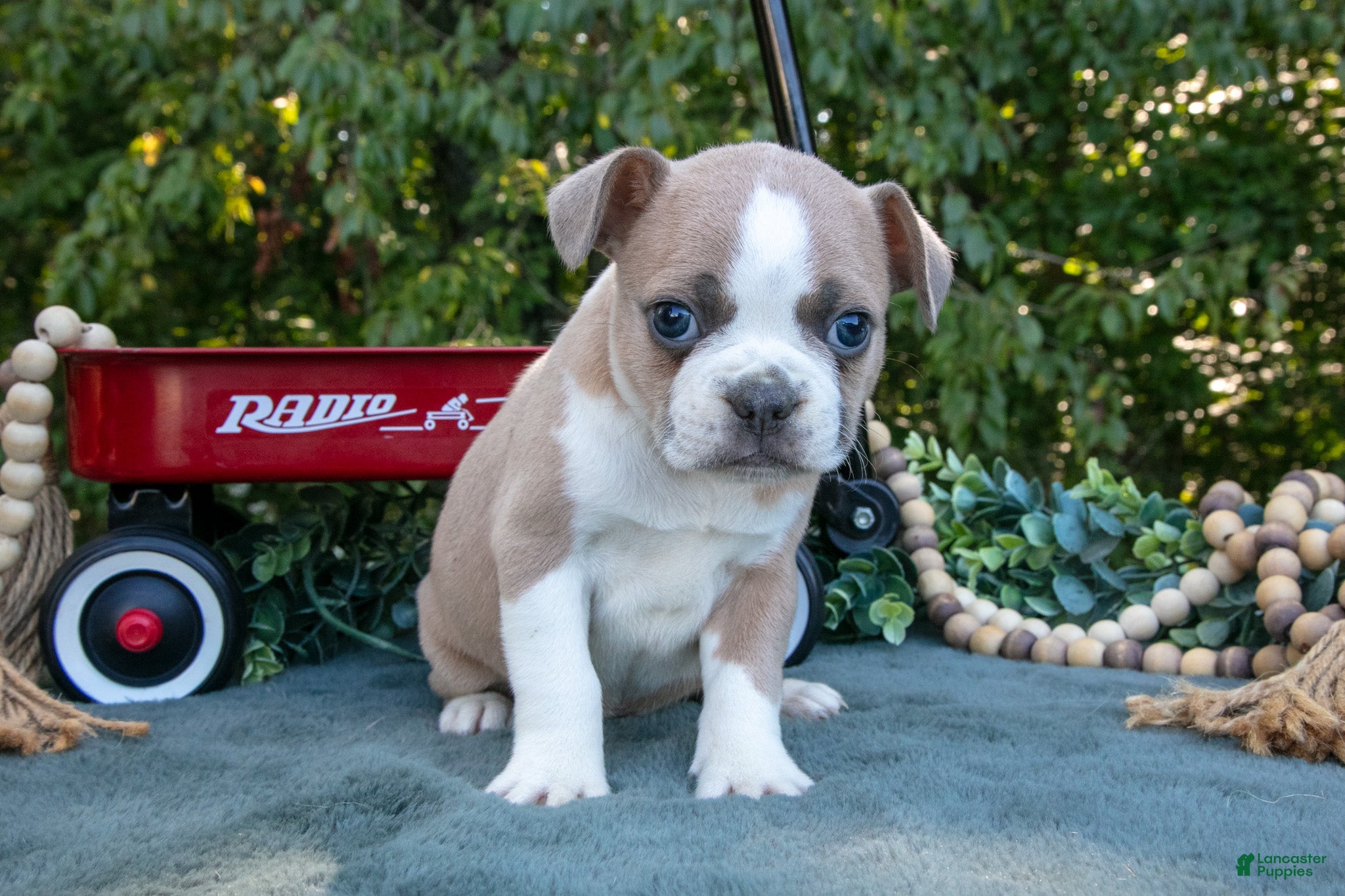 Frenchton dogs Clyde - Ad 1
