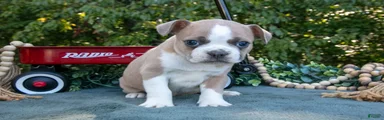 Clyde
