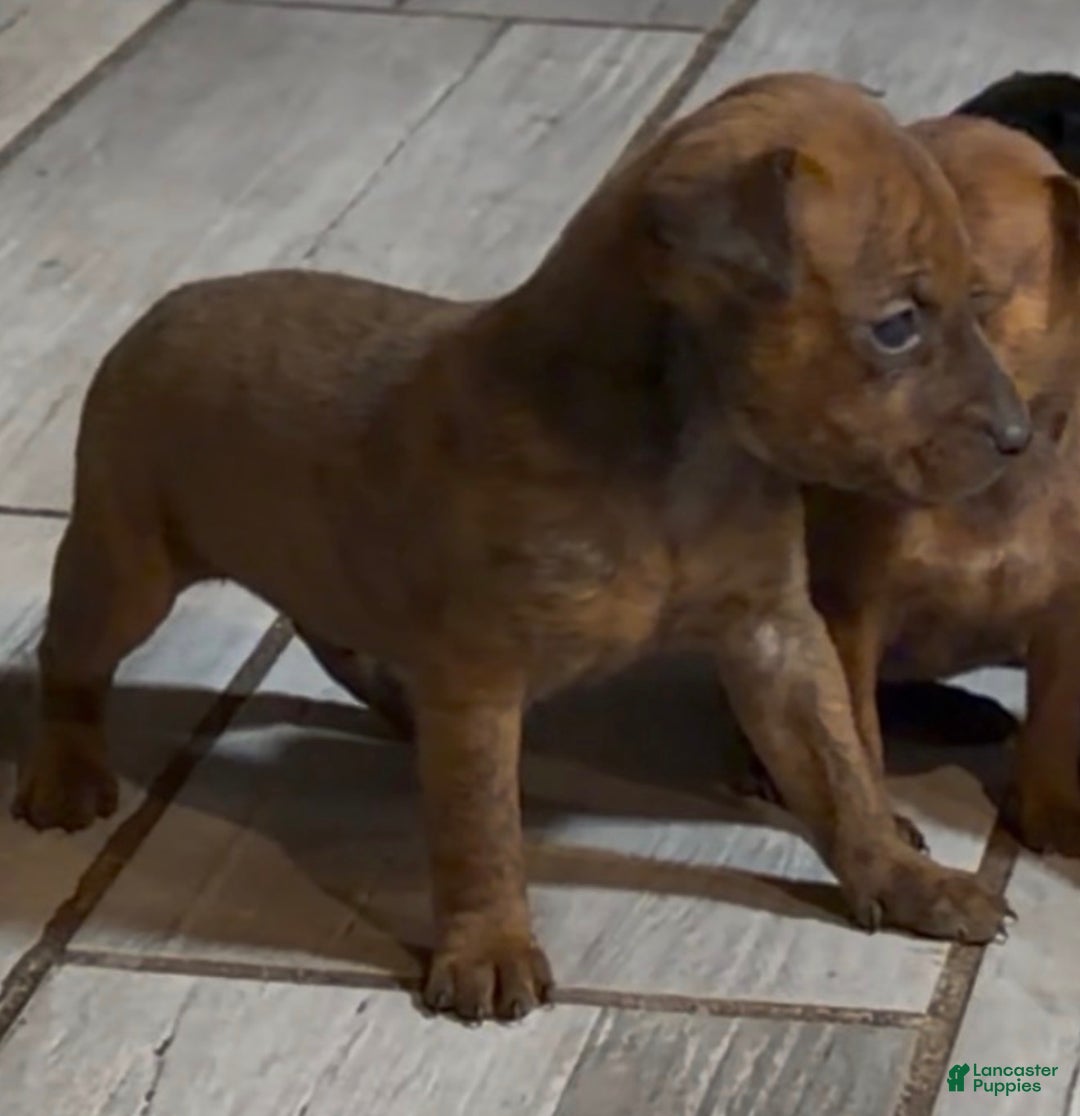 Miniature Pinscher dogs for sale: Miniature Pinscher Puppy 1 - Ad 1