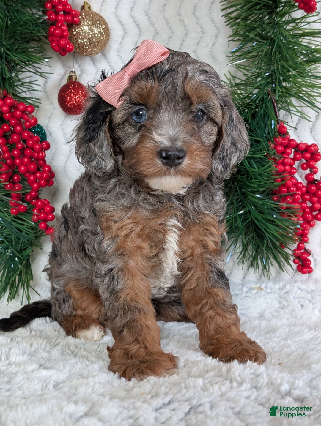 Cavapoo dogs for sale: Abby  - Ad 17