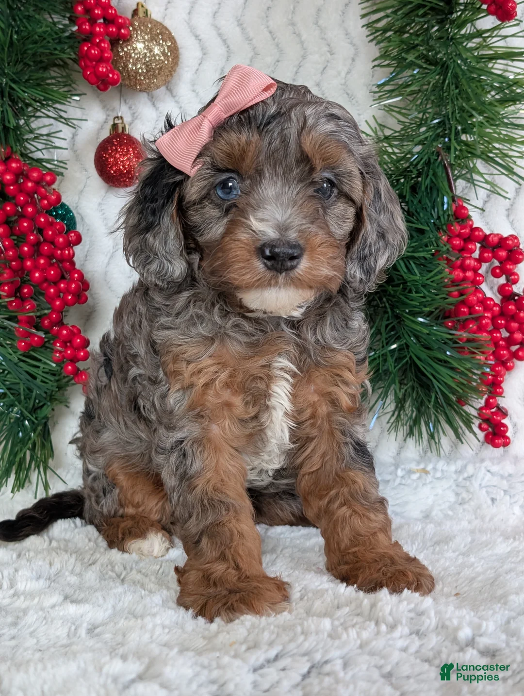 Cavapoo dogs for sale: Abby  - Ad 17