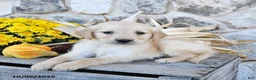 Golden Retriever dogs for sale: Dolly - Ad 4