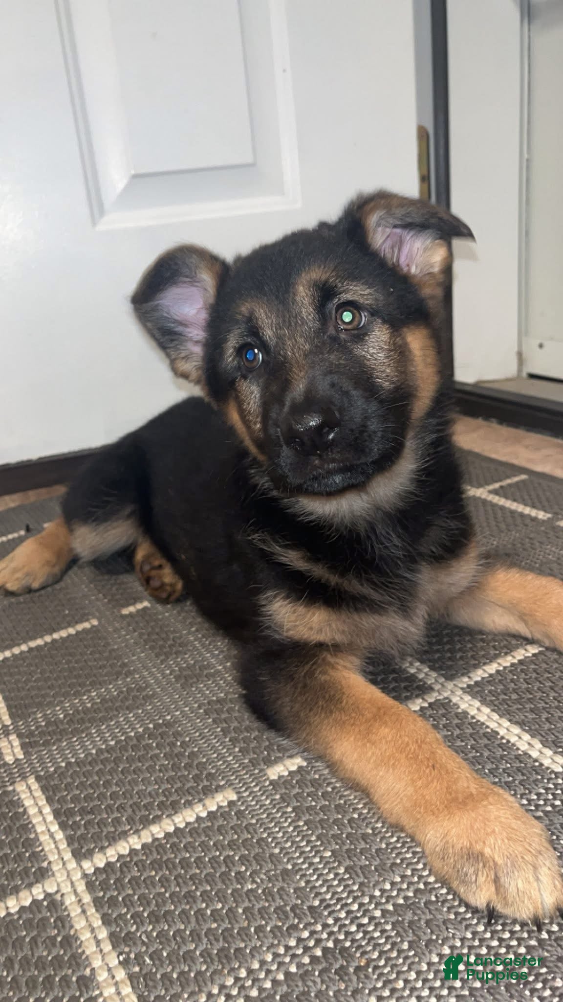German Shepherd dogs Girl 4 - Ad 42