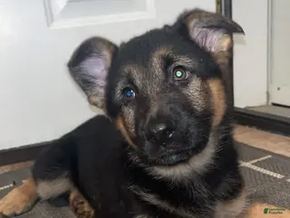 German Shepherd dogs Girl 4 - Ad 42