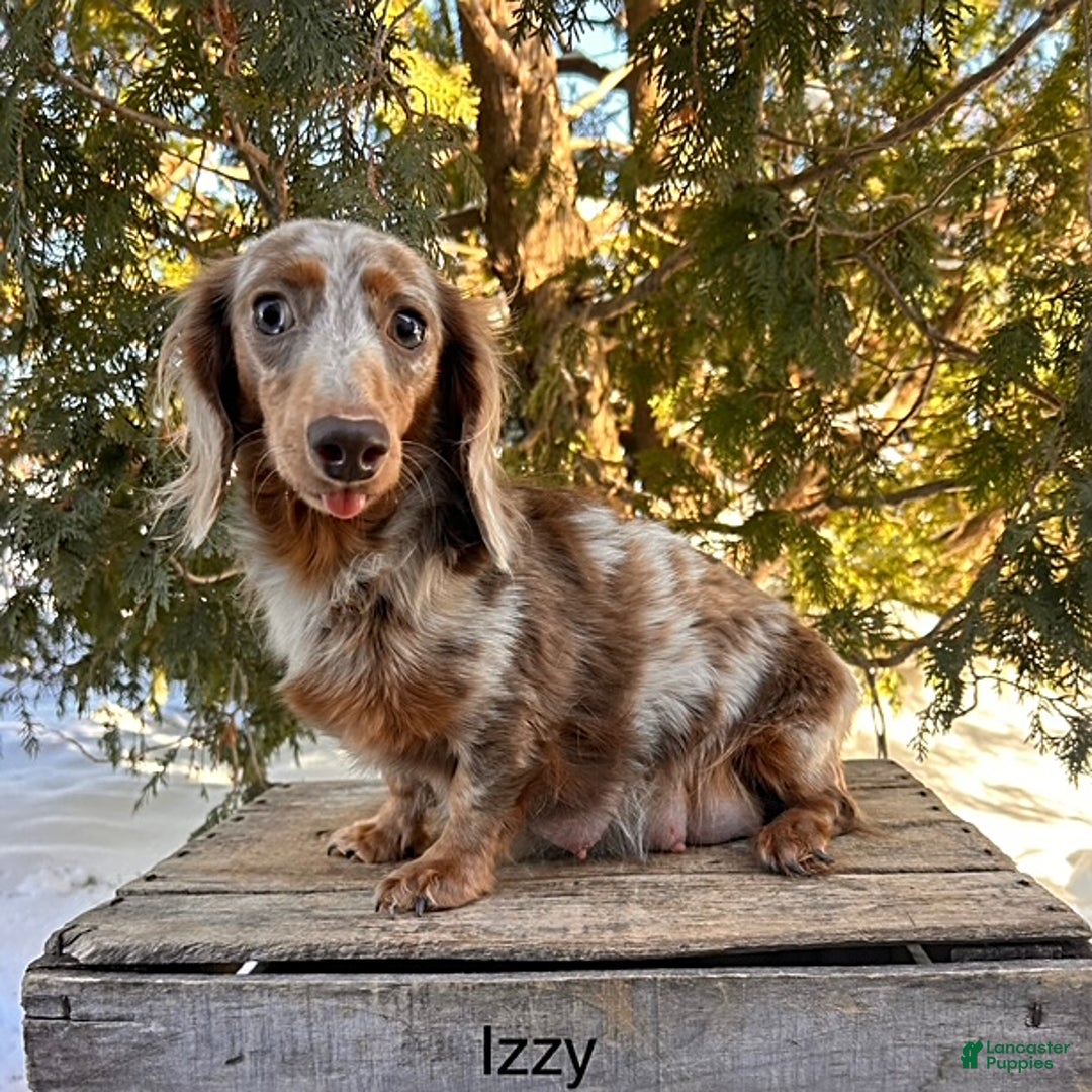 Dachshund dogs for sale: Cole - Ad 5