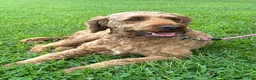 Irish Doodle dogs for sale: Maggie - Ad 11