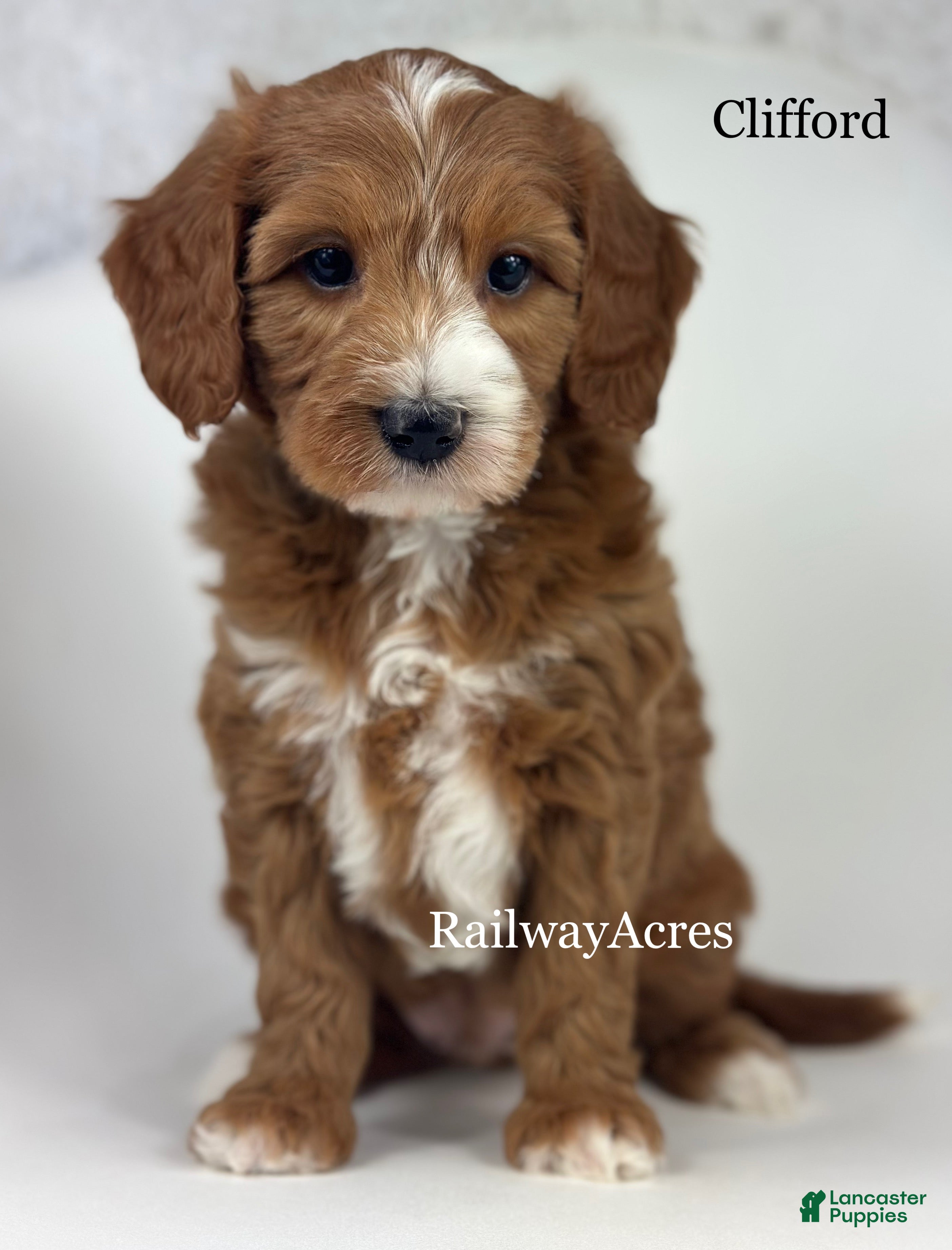 Mini Goldendoodle dogs Clifford - Ad 40
