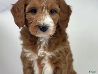 Mini Goldendoodle dogs Clifford - Ad 40