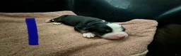 Bernese Mountain Dog dogs for sale: Blue - Ad 12
