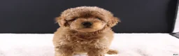 Shihpoo dogs for sale: Milo - Ad 2