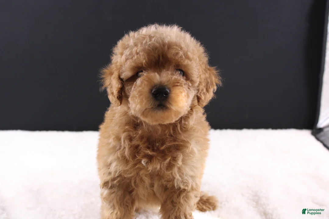 Shihpoo dogs for sale: Milo - Ad 2