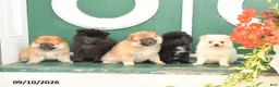 Pomeranian dogs for sale: Monty - Ad 5