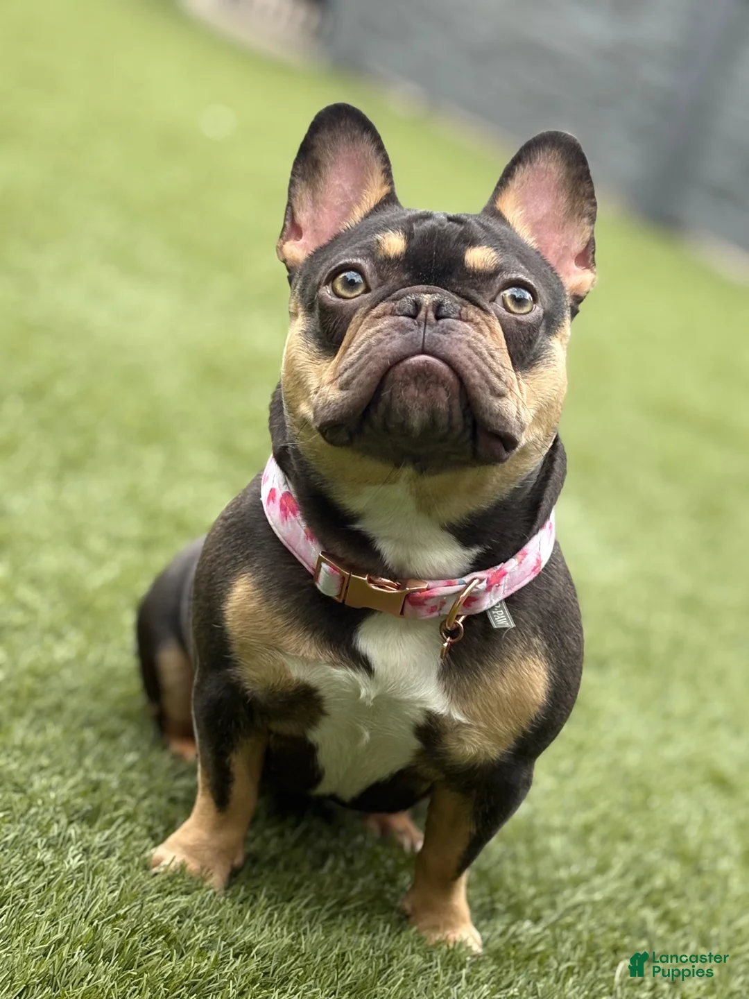 French Bulldog dogs for sale: Nola  - Ad 11