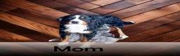 Mini Bernedoodle dogs for sale: Ollie - Ad 9