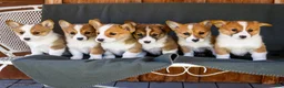 Welsh Corgi Pembroke dogs for sale: Bitsie - Ad 12