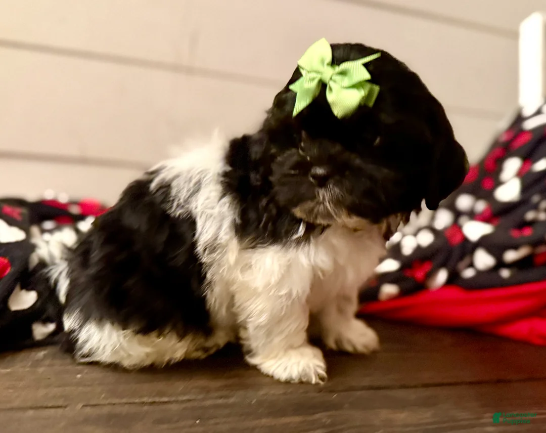 Shihpoo dogs for sale: Elphi - Ad 24