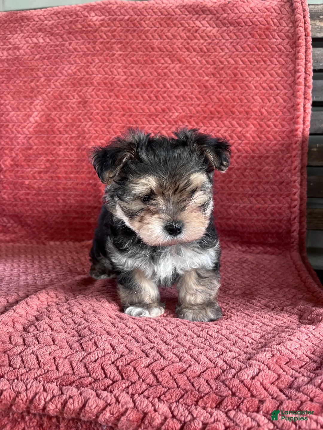 Morkie dogs for sale: Thor  - Ad 3