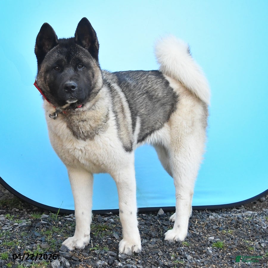 Akita dogs Tena - Ad 1