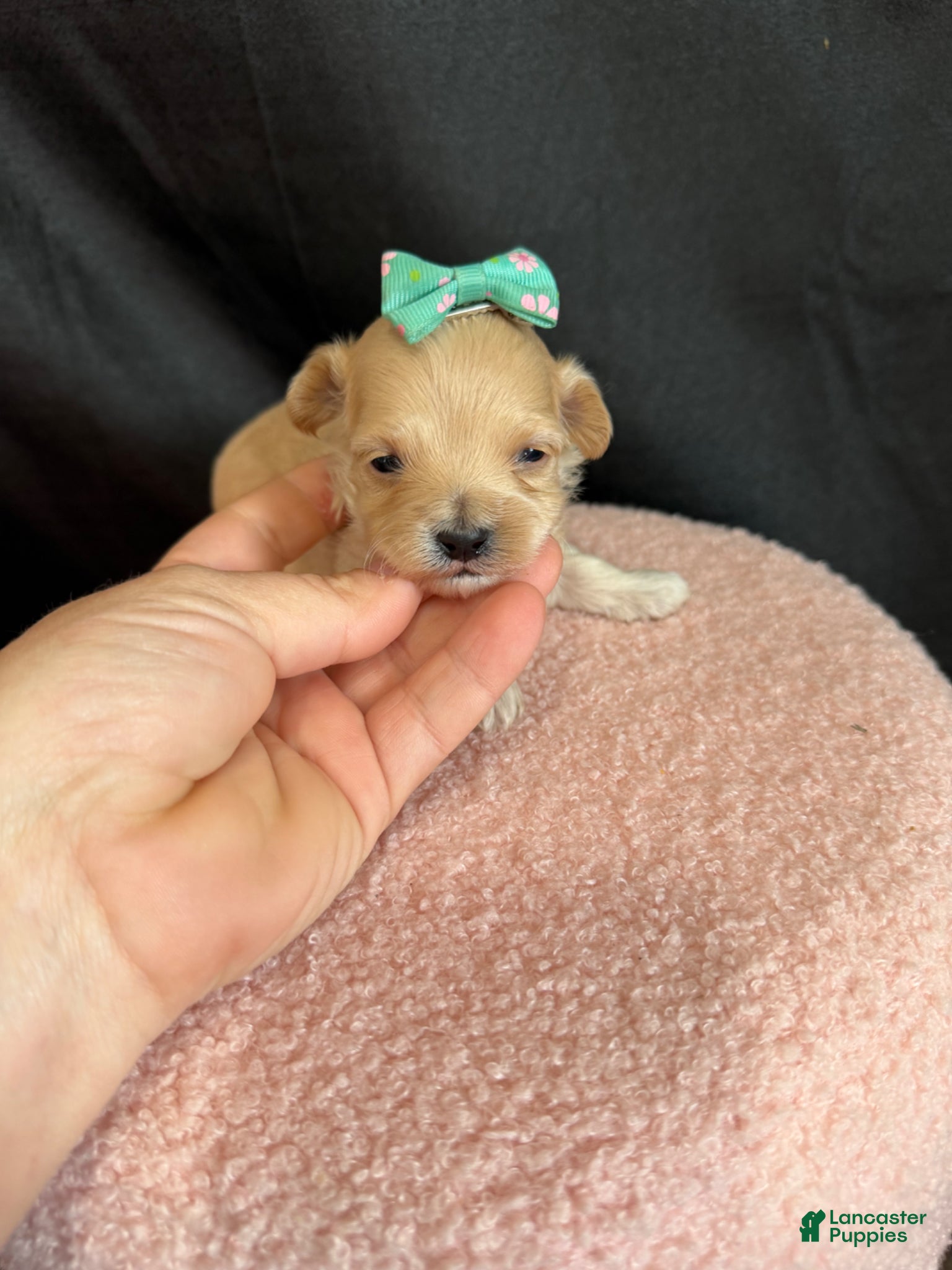 Maltipoo dogs for sale: Maltipoo! Turquoise Bow! - Ad 2