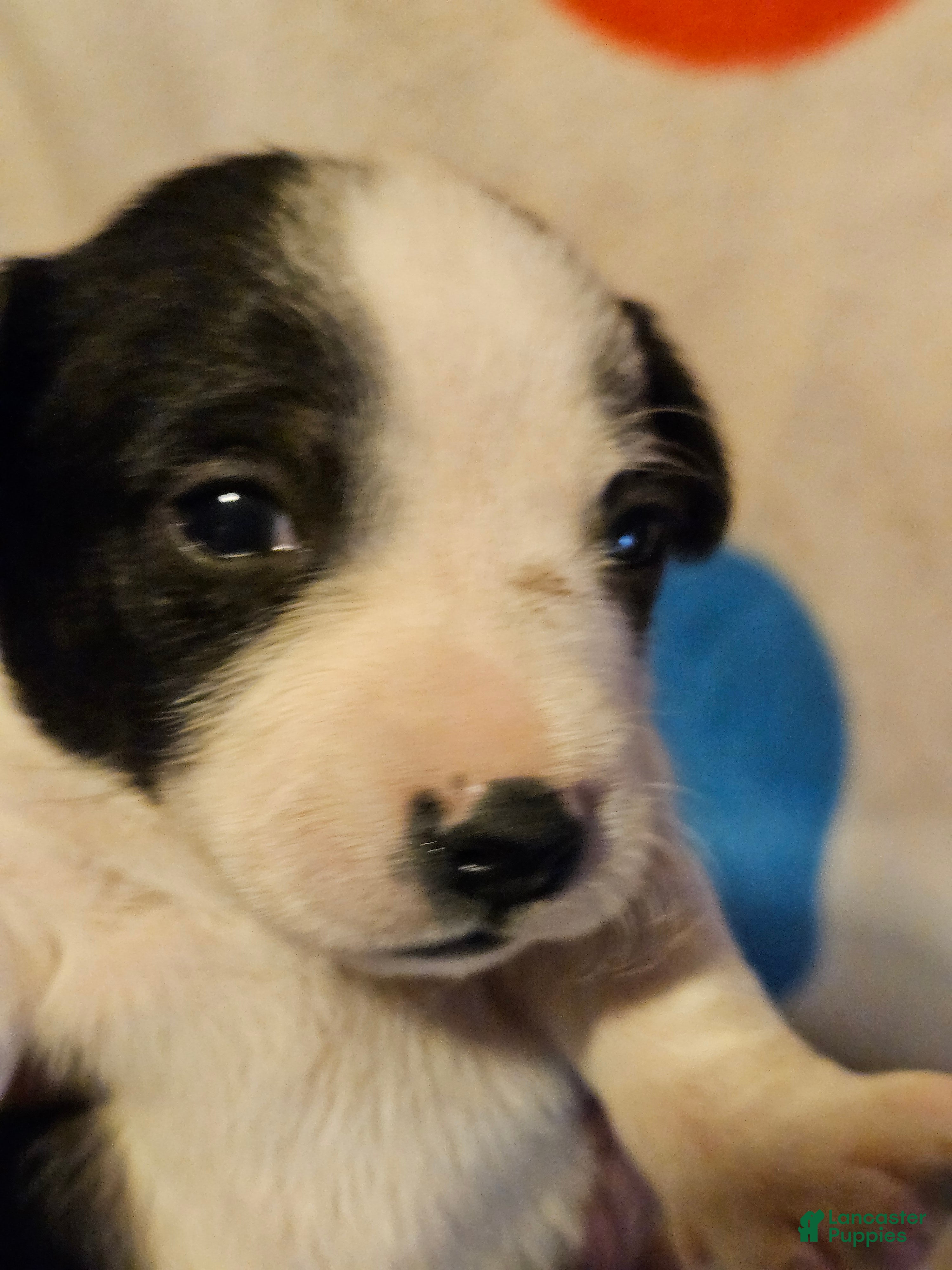 Chihuahua dogs for sale: Drew (T-Cup, Call-Text) - Ad 25