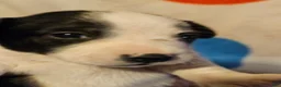 Chihuahua dogs for sale: Drew - Ad 10