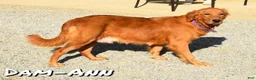 Golden Retriever dogs for sale: Hailey - Ad 10
