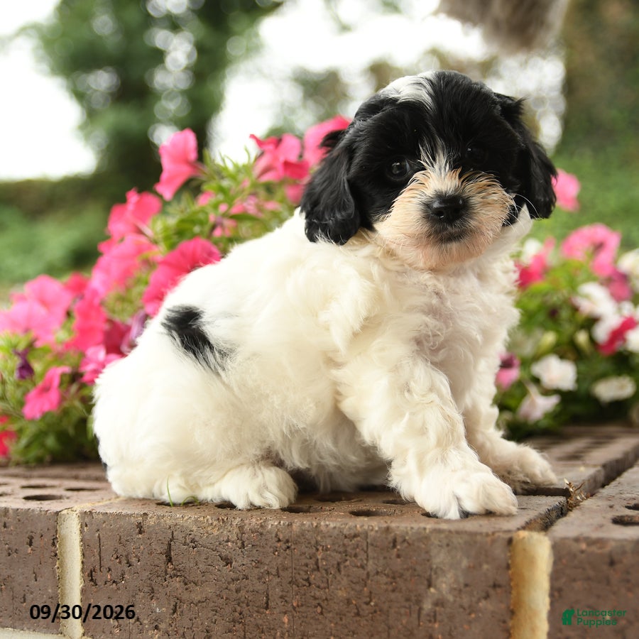Shihpoo dogs Jessie - Ad 2