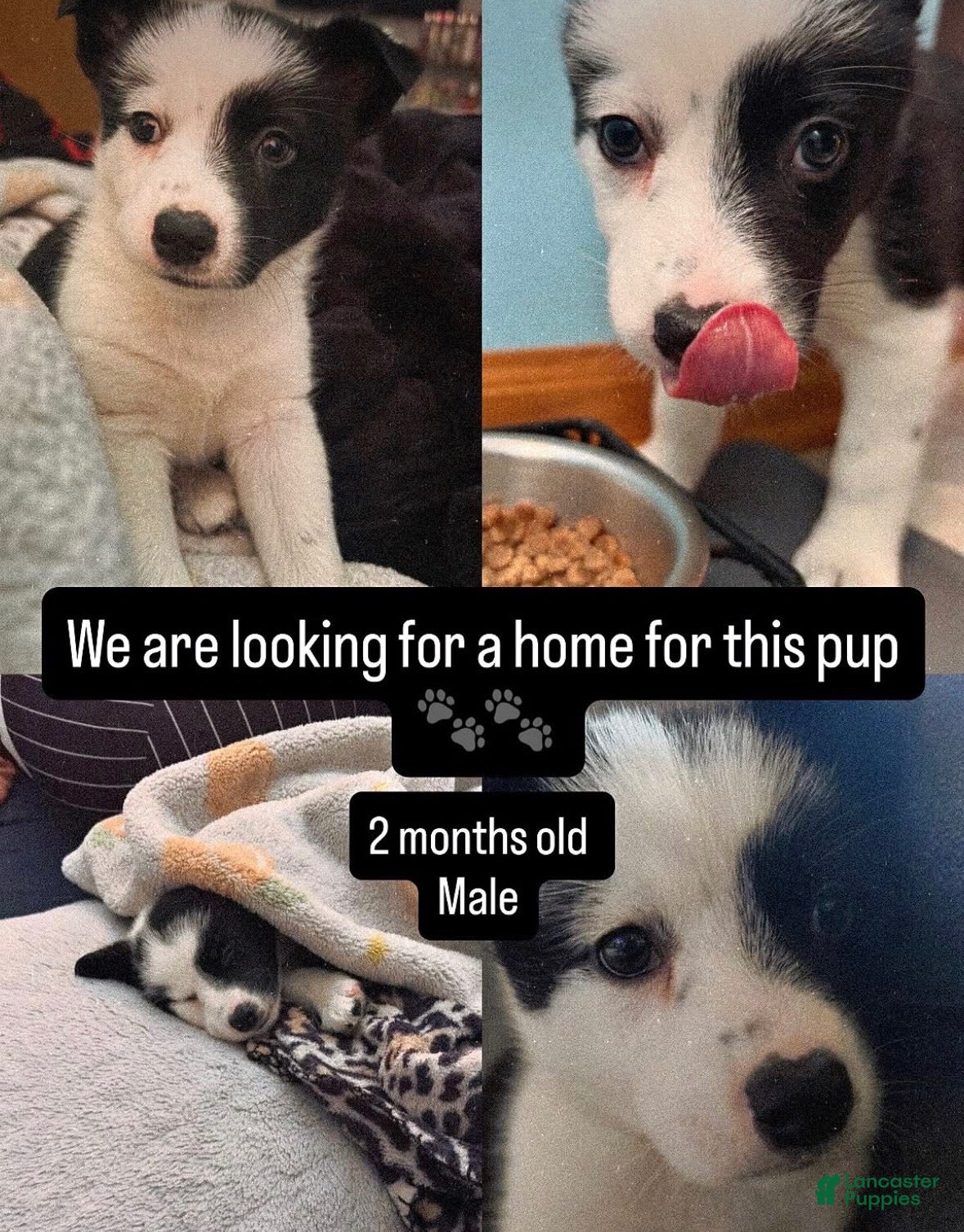 Border Collie dogs for sale: Border Collie 1 - Ad 21