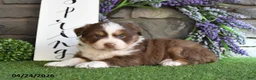 Australian Shepherd dogs for sale: Thunder - Ad 4