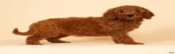 Mini Goldendoodle dogs for sale: Mae - Ad 6