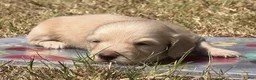 Dachshund dogs for sale: Sterling - Ad 2