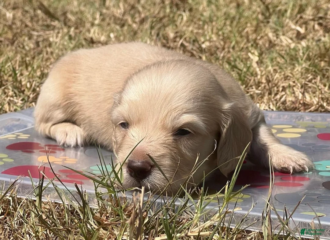 Dachshund dogs for sale: Sterling - Ad 2