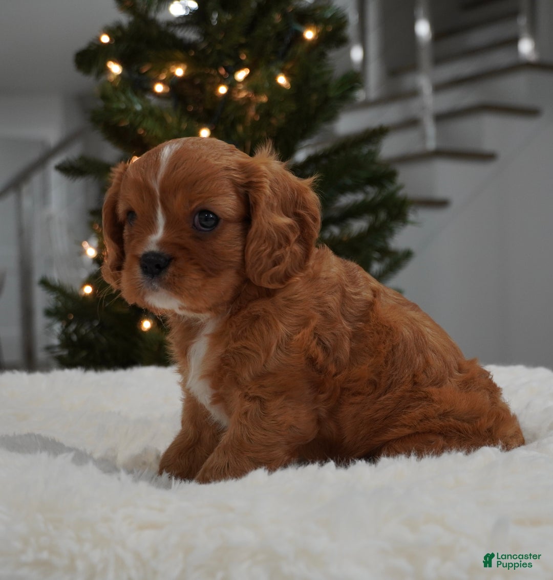 Cavalier King Charles Spaniel dogs for sale: Ollie - Ad 8