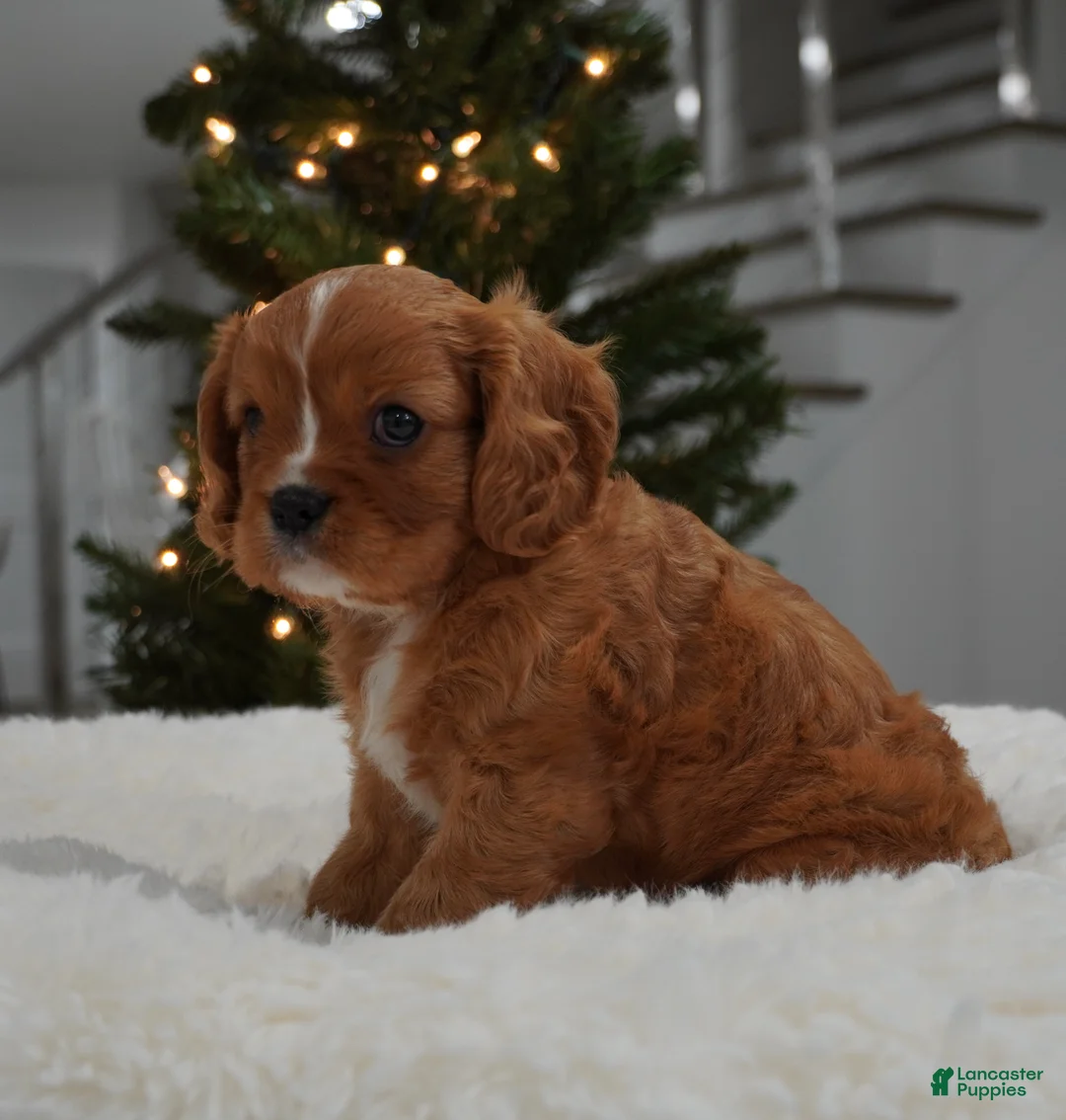 Cavalier King Charles Spaniel dogs for sale: Ollie - Ad 8