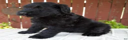 Giant Schnauzer dogs for sale: Travis - Ad 3
