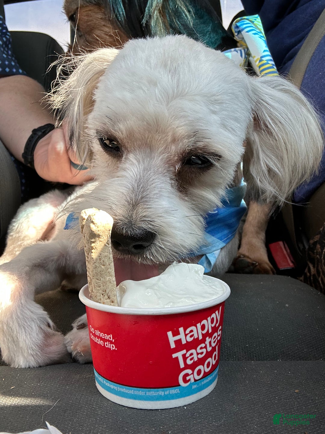 Yorkiepoo dogs for sale: Gilbert - Ad 15